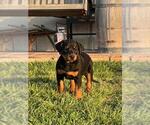Small German Shepherd Dog-Texas Heeler Mix