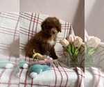 Small #12 Goldendoodle (Miniature)