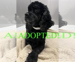 Cocker Spaniel Dogs for adoption in Westminster, MD, USA
