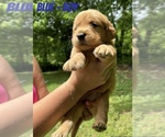 Puppy Blue Golden Retriever