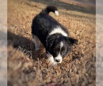 Small #2 Border Collie-Papillon Mix