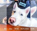 Small #3 Siberian Husky