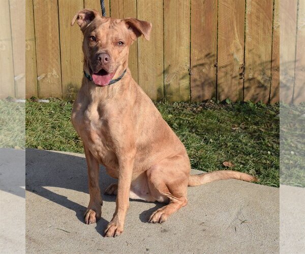 Medium Photo #3 American Bulldog-American Staffordshire Terrier Mix Puppy For Sale in Huntley, IL, USA