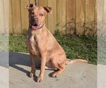 Small Photo #3 American Bulldog-American Staffordshire Terrier Mix Puppy For Sale in Huntley, IL, USA