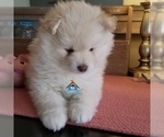 Small Photo #51 Pomeranian-Pomsky Mix Puppy For Sale in RAMSEY, MN, USA