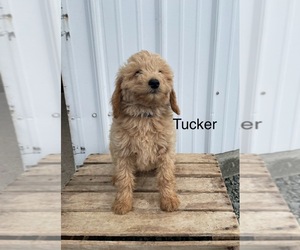 Shih Tzu Puppy for sale in GOSHEN, IN, USA