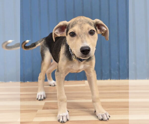 Medium Photo #5 Chihuahua-Unknown Mix Puppy For Sale in Lakewood, CO, USA