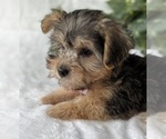 Small #13 Morkie