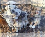 Small Photo #13 Australian Retriever Puppy For Sale in McDonough, GA, USA