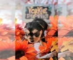 Small #10 Yorkshire Terrier