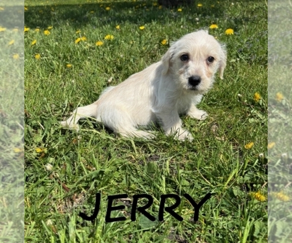 Medium Photo #1 Schnoodle (Miniature) Puppy For Sale in HARTLAND, MN, USA
