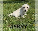 Image preview for Ad Listing. Nickname: Jerry