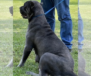 Mother of the Cane Corso puppies born on 05/07/2023