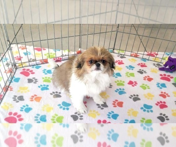 Medium Photo #2 Japanese Chin Puppy For Sale in ORO VALLEY, AZ, USA