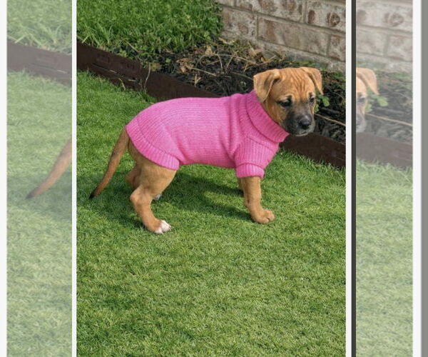 Medium Photo #8 Mutt Puppy For Sale in Euless, TX, USA