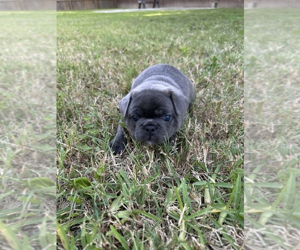Medium Photo #12 French Bulldog Puppy For Sale in ORANGE, TX, USA