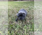 Small #11 French Bulldog