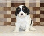 Small #3 Cavapoo (Miniature)