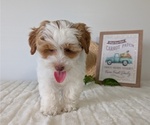 Small #2 Poovanese