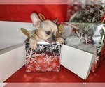 Small Photo #1 French Bulldog Puppy For Sale in MIAMI, FL, USA