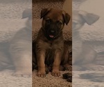 Small Photo #8 Malinois Puppy For Sale in SAN MARCOS, CA, USA