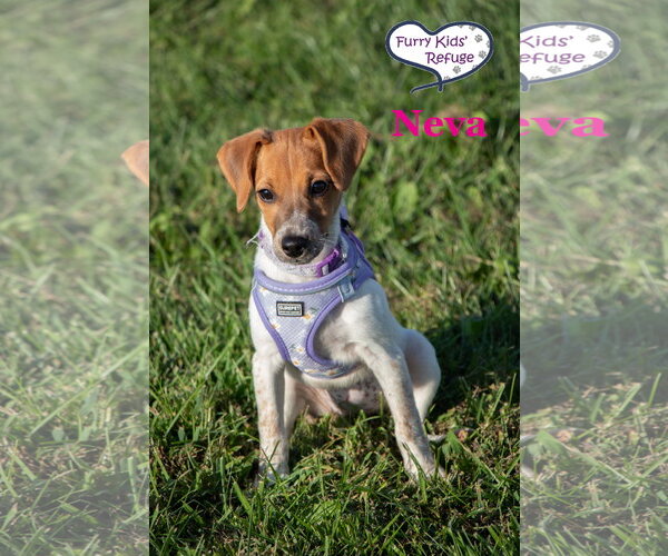 Medium Photo #4 Doxle Puppy For Sale in Lee's Summit, MO, USA