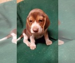 Small Photo #1 Beagle Puppy For Sale in LINCOLN, TX, USA