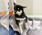Small #4 Pomsky-Shiba Inu Mix