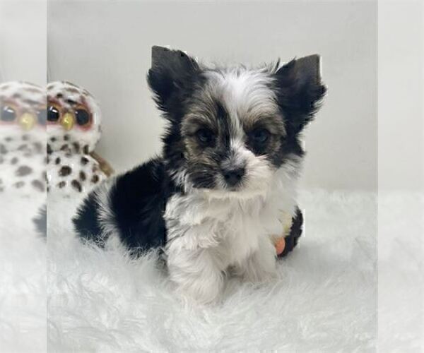 Medium Photo #19 Yorkshire Terrier Puppy For Sale in DELRAY BEACH, FL, USA