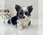 Small #18 Yorkshire Terrier