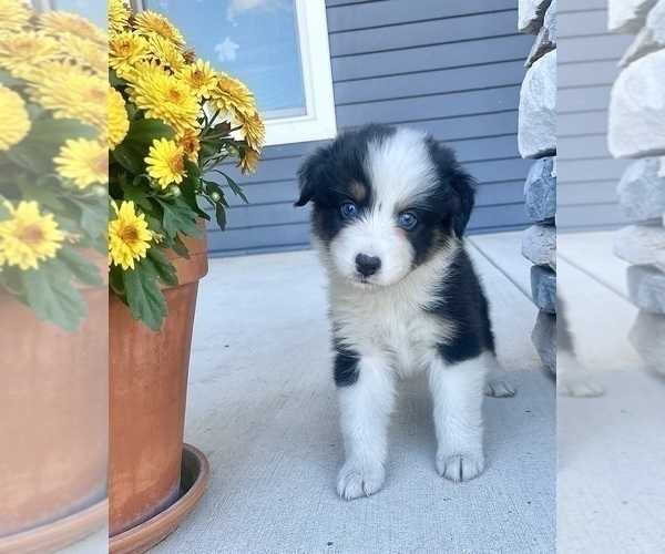 Medium Photo #12 Australian Shepherd Puppy For Sale in LODA, IL, USA