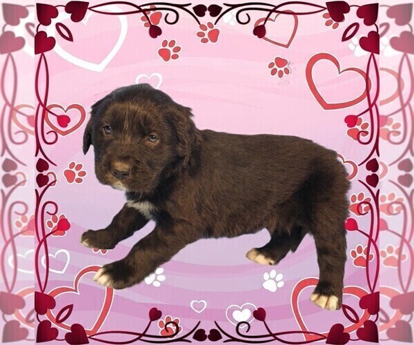 Medium Photo #16 Golden Mountain Dog Puppy For Sale in BLACK FOREST, CO, USA