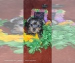 Small Photo #63 Yorkshire Terrier Puppy For Sale in AKRON, OH, USA