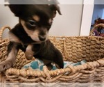 Small Photo #7 Chihuahua Puppy For Sale in MARIETTA, GA, USA