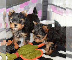 Medium Yorkshire Terrier