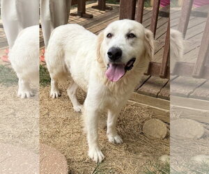Great Pyrenees-Retriever  Mix Dogs for adoption in Wetumpka, AL, USA
