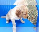 Small Photo #5 Golden Retriever Puppy For Sale in LEON, KS, USA