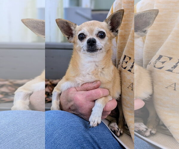 Medium Photo #7 Chihuahua Puppy For Sale in Rootstown, OH, USA