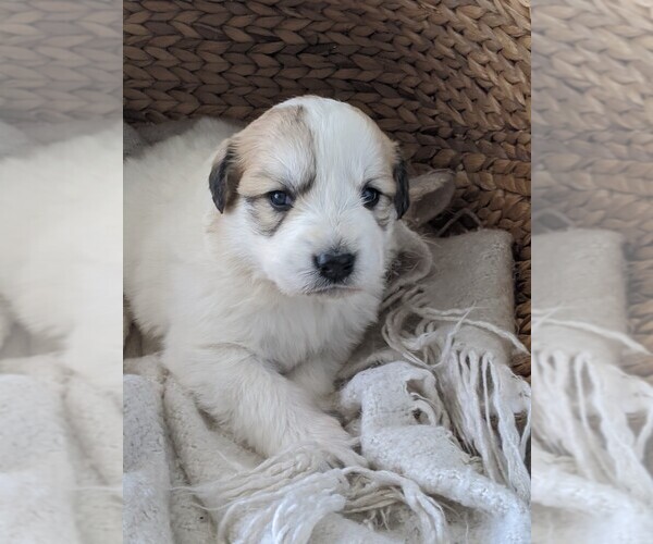 Medium Photo #22 Great Pyrenees Puppy For Sale in FALCON, CO, USA