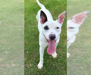 Staffordshire Bull Terrier Dogs for adoption in Sugar Land, TX, USA
