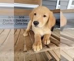 Small #3 Golden Retriever