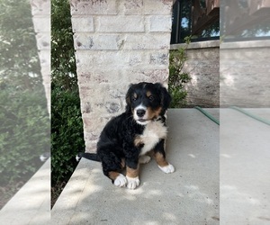 Medium Bernedoodle