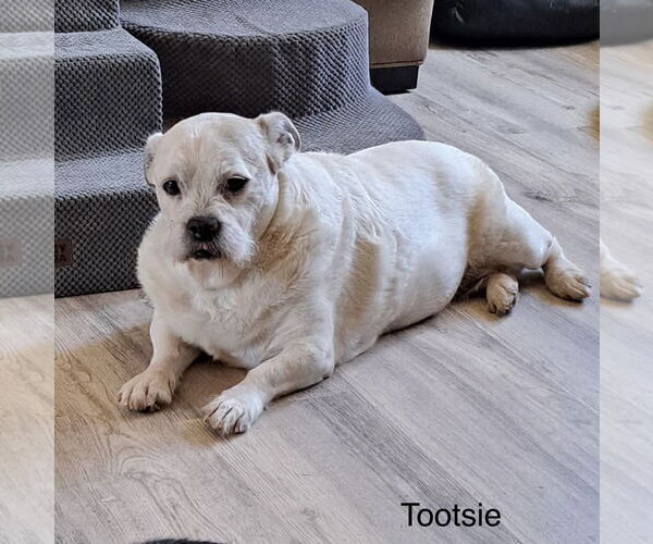 Medium Photo #4 Bulldog-Unknown Mix Puppy For Sale in East Derry, NH, USA