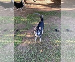 Small #8 Alaskan Klee Kai