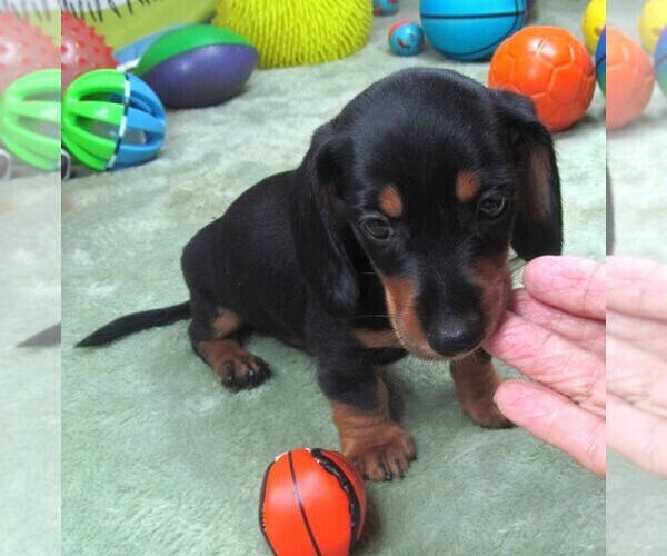 Medium Photo #2 Dachshund Puppy For Sale in RATTAN, OK, USA