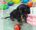 Small #1 Dachshund
