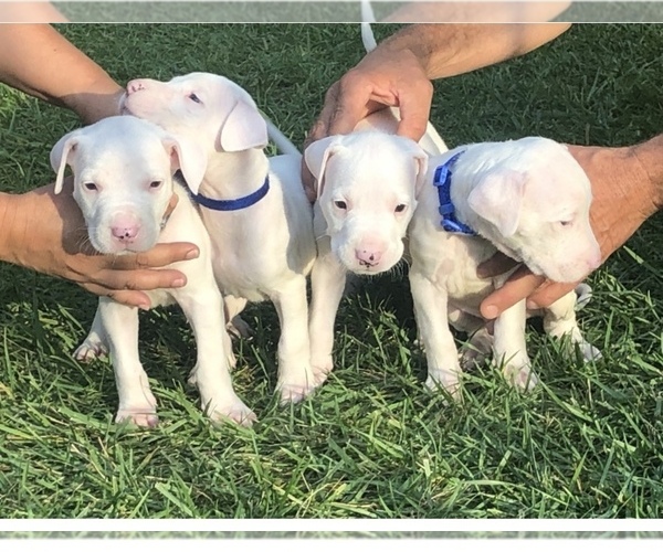 Medium Photo #9 Dogo Argentino Puppy For Sale in CHULA VISTA, CA, USA