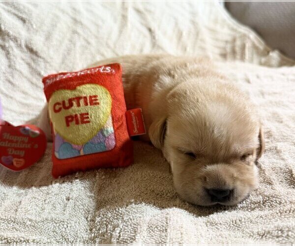 Medium Photo #7 Labrador Retriever Puppy For Sale in HIGH POINT, NC, USA