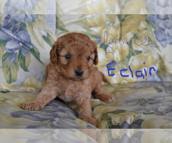 Medium Photo #3 Cavapoo-Poodle (Miniature) Mix Puppy For Sale in GREENWOOD, WI, USA