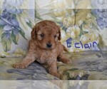 Small #2 Cavapoo-Poodle (Miniature) Mix